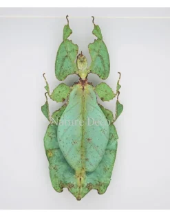 Wandelend blad XXL in luxe 3D lijst (Phyllium Giganteum) 22 x 22cm