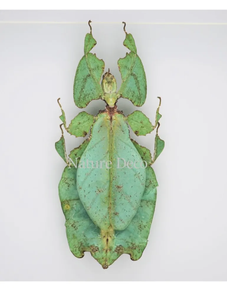 Wandelend blad XXL in luxe 3D lijst (Phyllium Giganteum) 22 x 22cm