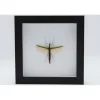 Wandelende tak in luxe 3D lijst 17 x 17cm (vrouw)