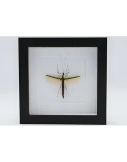 Wandelende tak in luxe 3D lijst 17 x 17cm (vrouw)