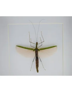 Wandelende tak in luxe 3D lijst 17 x 17cm (vrouw)
