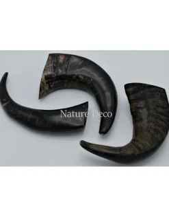 Waterbuffel hoorn gepolijst 15-22 cm