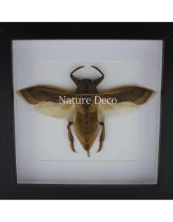 Waterkever (Lethocerus Indicus) vliegend in luxe 3D lijst