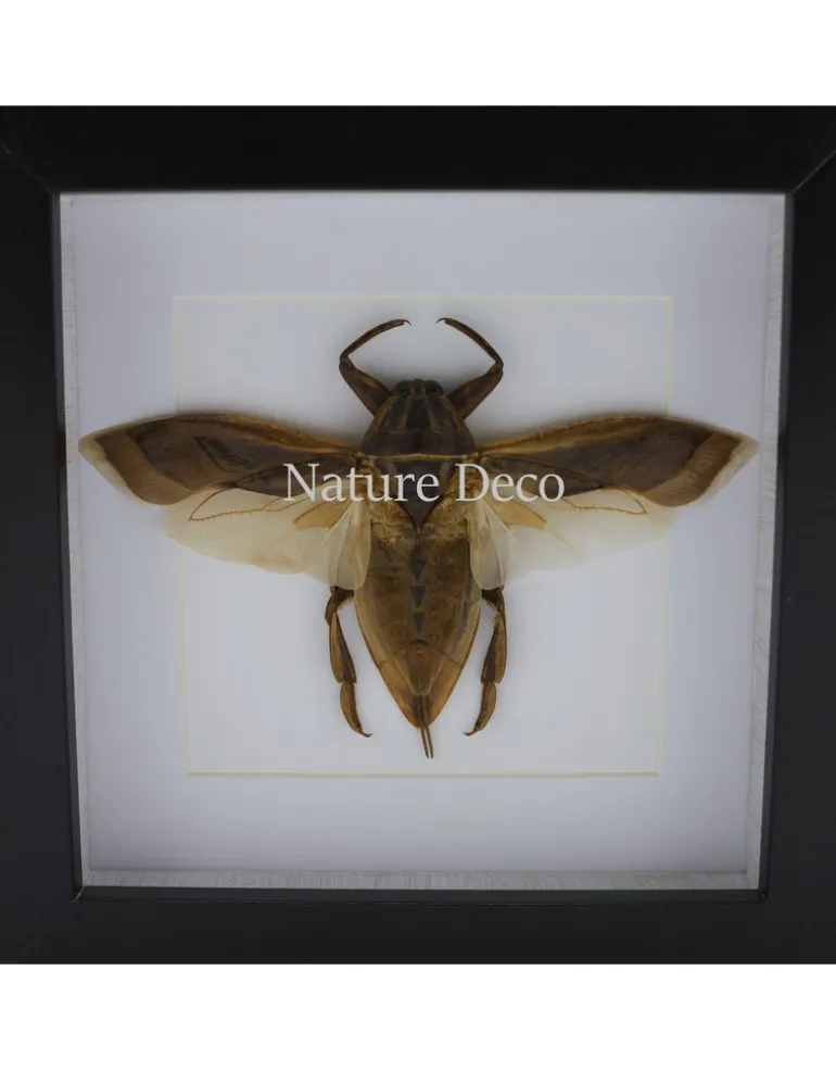 Waterkever (Lethocerus Indicus) vliegend in luxe 3D lijst