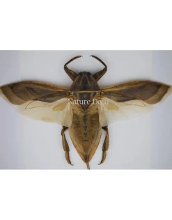 Waterkever (Lethocerus Indicus) vliegend in luxe 3D lijst