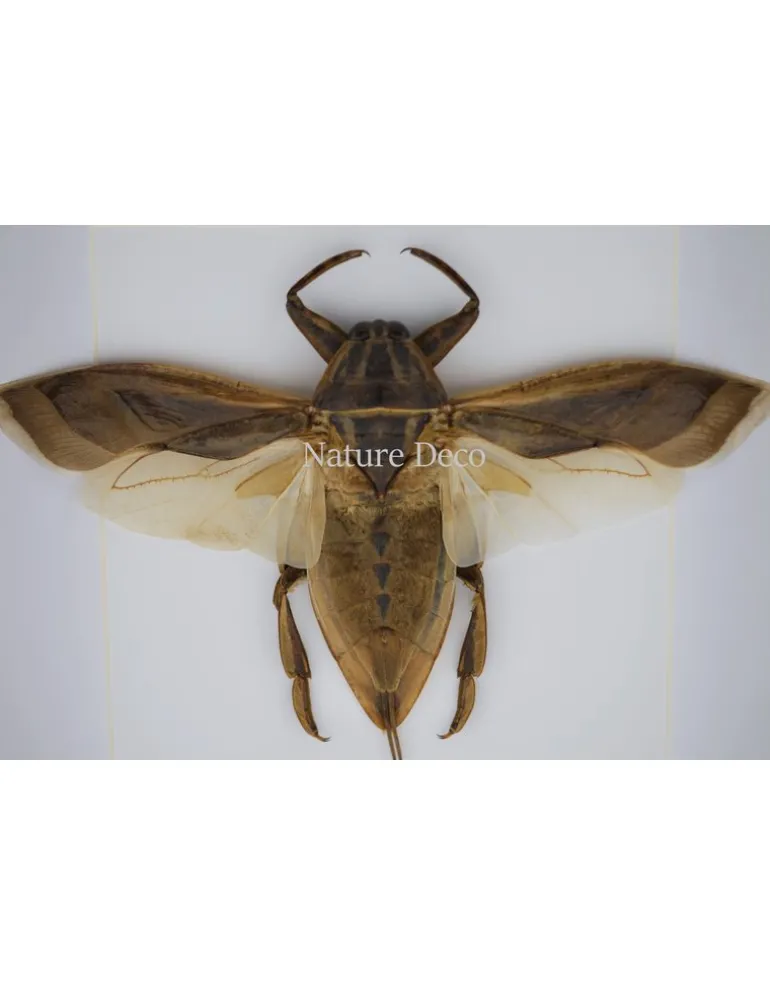 Waterkever (Lethocerus Indicus) vliegend in luxe 3D lijst