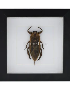 Waterkever (Lethocerus Indicus) in luxe 3D lijst 17 x 17cm