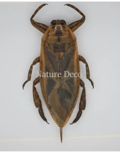 Waterkever (Lethocerus Indicus) in luxe 3D lijst 17 x 17cm