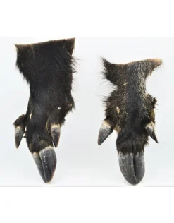 (Wild) zwijnen poot(Wild) zwijnen poot