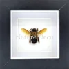 Xylocopa sp. (bruine bij) in luxe 3D lijst 12 x 12 cm