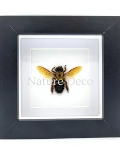 Xylocopa sp. (bruine bij) in luxe 3D lijst 12 x 12 cm