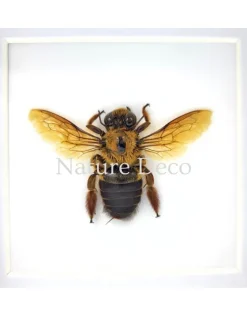 Xylocopa sp. (bruine bij) in luxe 3D lijst 12 x 12 cm