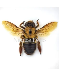 Xylocopa sp. (bruine bij) in luxe 3D lijst 12 x 12 cm