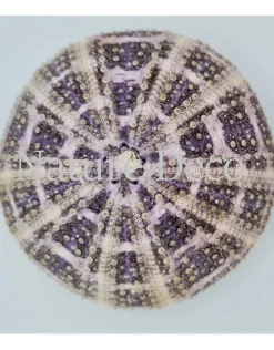 Zee-egel multi