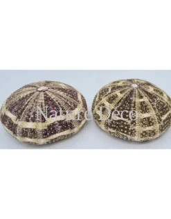 Zee-egel multi