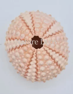 Zee-egel roze