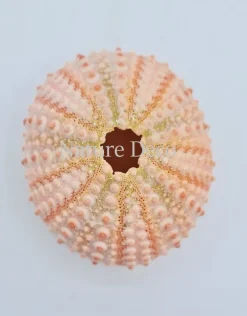 Zee-egel roze