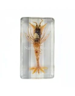 Zeegarnaal in hars 7,5 x 4 x 2 cm