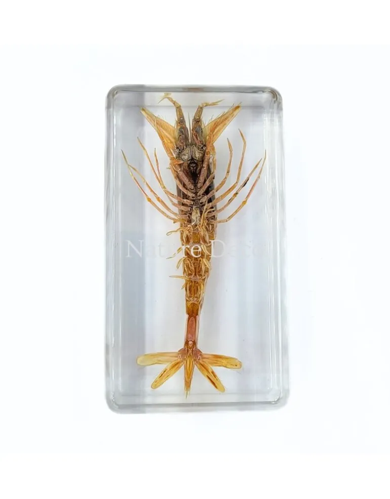 Zeegarnaal in hars 7,5 x 4 x 2 cm