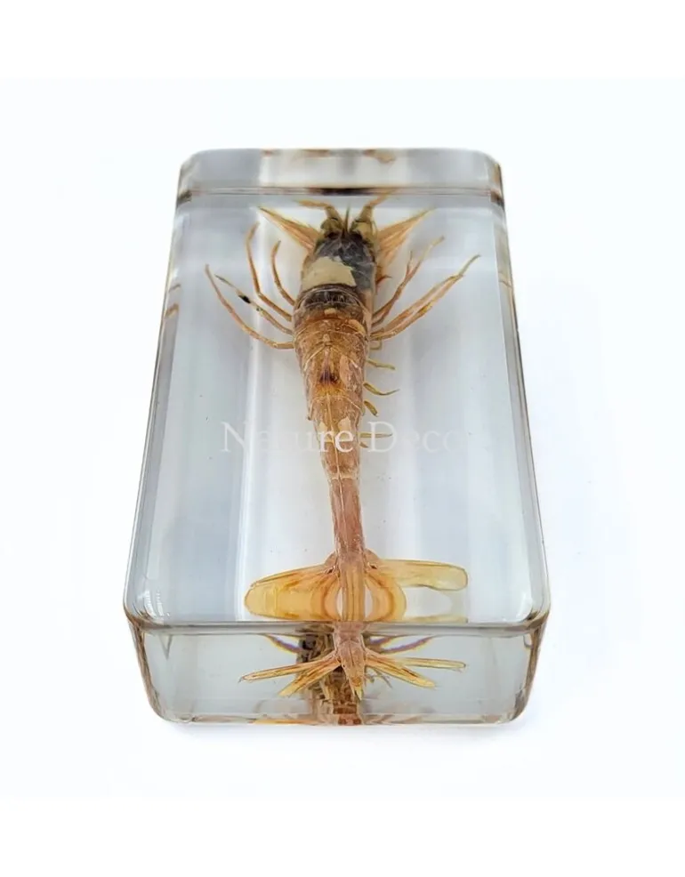 Zeegarnaal in hars 7,5 x 4 x 2 cm