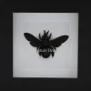 Zwarte bij (Xylocopa Latipes) in luxe 3D lijst 12 x 12cm