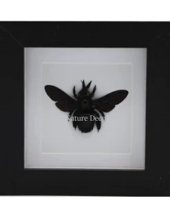 Zwarte bij (Xylocopa Latipes) in luxe 3D lijst 12 x 12cm