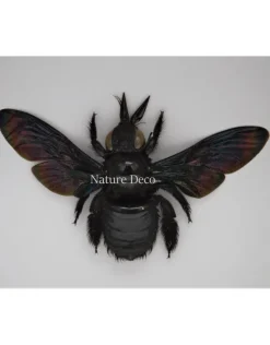 Zwarte bij (Xylocopa Latipes) in luxe 3D lijst 12 x 12cm