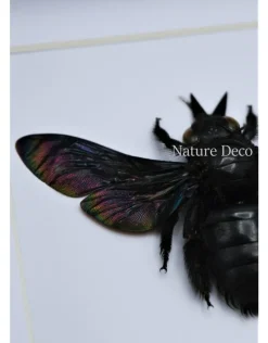 Zwarte bij (Xylocopa Latipes) in luxe 3D lijst 12 x 12cm